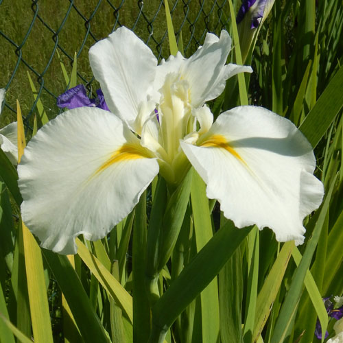 Iris Louisiana Marie Delores