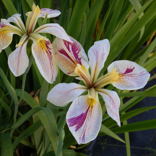 Iris Louisiana Splitter Splatter